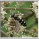 Melangyna umbellatarum - Dolden-Fruehlingsschwebfliege w01.jpg